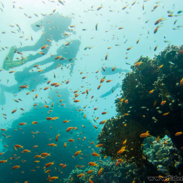 26.08.2019 – Deep Diver – szkolenie z nurkowania głębokiego (40 metrów)