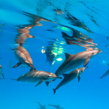 Safari Nurkowe Czerwiec 2023 – snurkowanie i delfiny :)