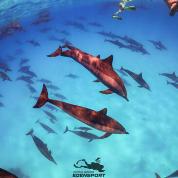 Safari Sierpień 2023 – Jeszcze więcej delfinów wokół nas! :)