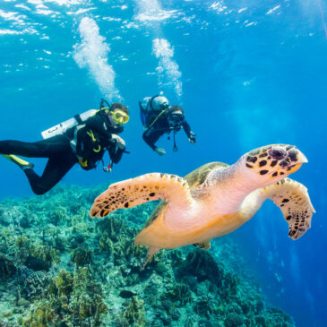 ⚓ Safari nurkowe na HERO – Od Hurghady do Marsa Alam – październik 2026