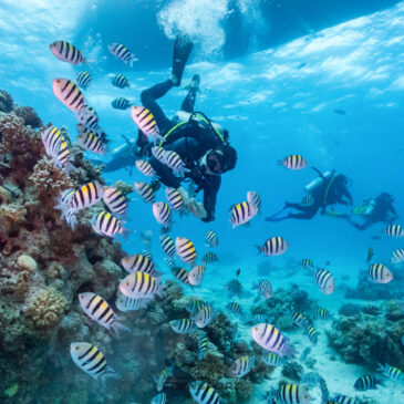 Nurkowe Wakacje Safaga- Część Druga fotorelacji z wyjazdu